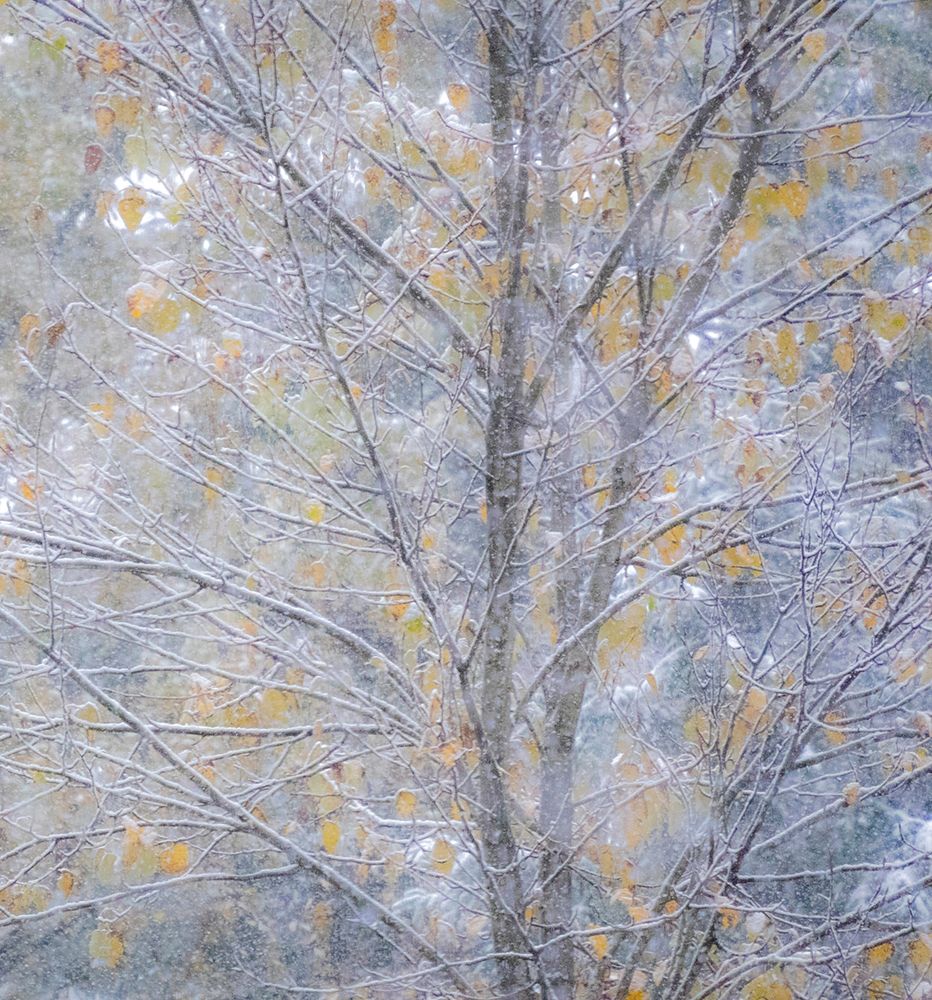 Washington State-Sammamish fresh Autumn snowfall on Fall Colored Japanese Cherry trees